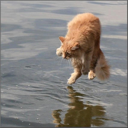 cat walks on water